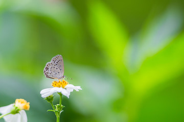 Plain Cupid eating on while and yellow flower