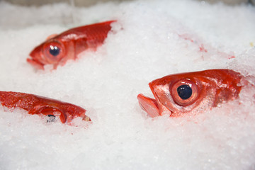 Fresh Red Snapper on Ice