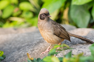 Masked Laughingthrush (Garrulax perspicillatus) standing on stone