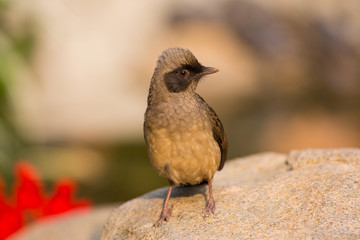 Masked Laughingthrush (Garrulax perspicillatus) standing on stone