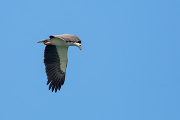 White-bellied Sea Eagle flying on blue sky
