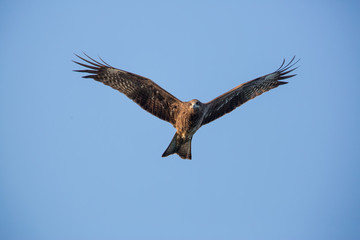 Black Kite flying in blue sky