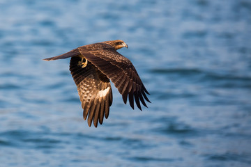 Black Kite flying on sea
