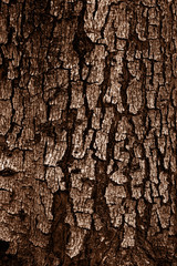 Patterned of grunge dark tree peel,wood texture, nature, plant b