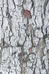 Patterned of grunge tree peel,wood texture, nature, plant backgr