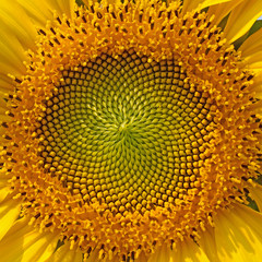 beautiful warm sunflower close