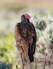 A Turkey Vulture resting on a post with head turned while having a watchful eye.
