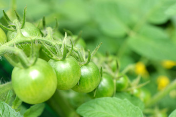 신선한 농산물 이미지