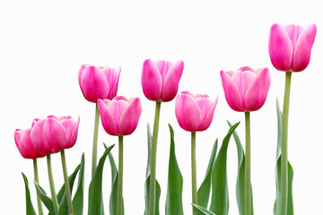 Pink Tulip Flowers