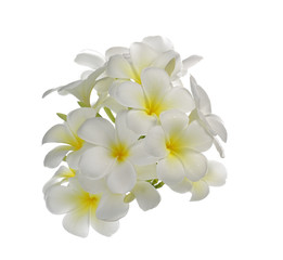 Plumeria isolated on white background