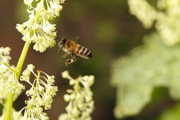 Flying Bee Pollinating Flower on Meadow