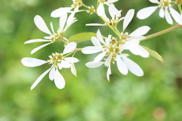Euphorbia Leucocephala Flowers
