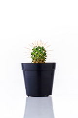 Cactus in black pot