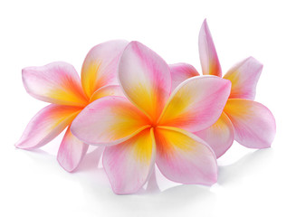 Tropical flowers frangipani (plumeria) isolated on white backgro