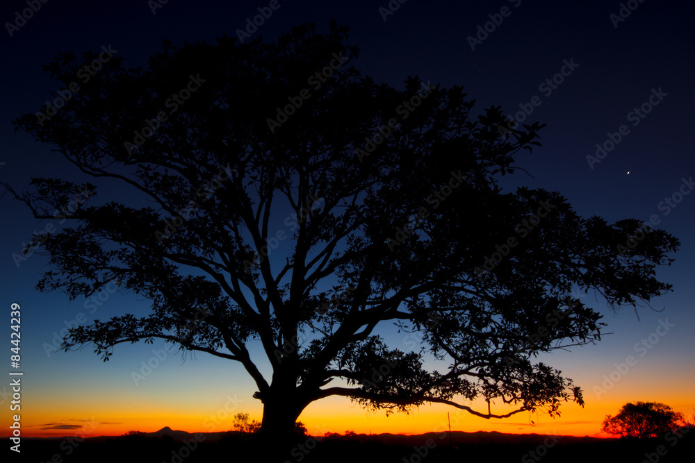 Wall mural Tree silhouette at dusk in Brisbane, Queensland