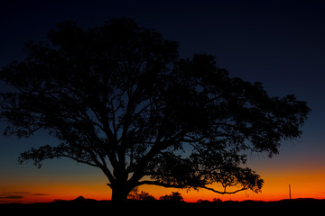 Fototapeta na wymiar Tree silhouette at dusk in Brisbane, Queensland