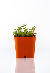 Succulent plant in orange color pot