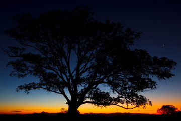 Fototapeta na wymiar Tree silhouette at dusk in Brisbane, Queensland