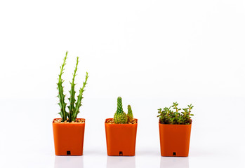 cactus in pots