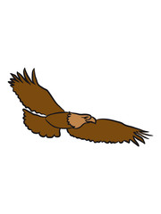 Bird of prey eagles fly