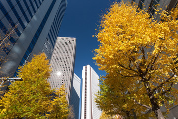 秋の新宿高層ビル街 © moonrise