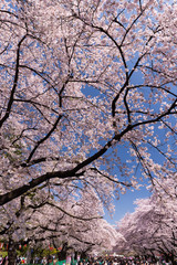 桜が満開の上野公園