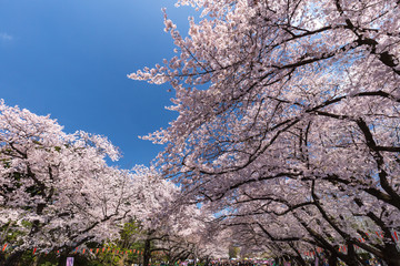 桜が満開の上野公園