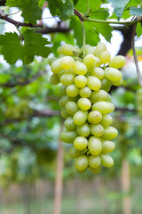 grapes