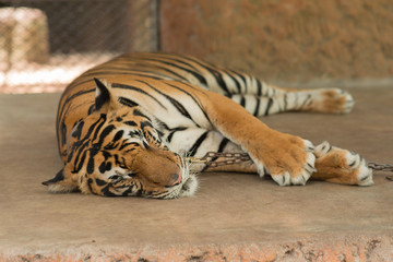 Tiger was sleeping.