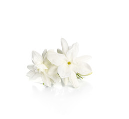 Jasmine flower over white background