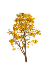 yellow autumn tree isolated
