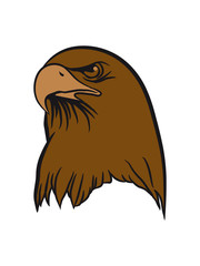 Eagle bird of prey