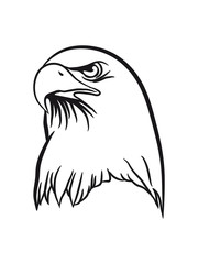 Obraz premium Eagle bird of prey