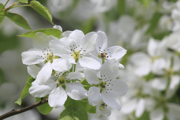 Blooming Apple tree with flowers