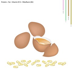 Egg with Protein, Fat, Vitamin B12, Riboflavin