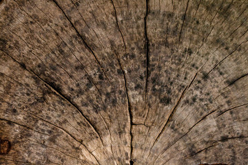 Wall Wood Backgrounds And Textures.