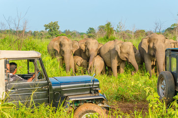 Car safari with elephant