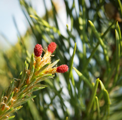 Macro of blossoming pine tree