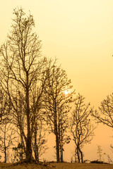 Obraz na płótnie Canvas Sunset view with leaf less tree