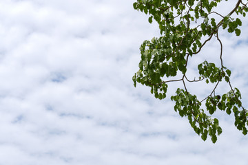 leaves of Bo tree with blue sky and cloud