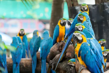 Foto op Plexiglas papegaai © nattanan726
