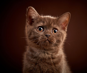 portrait of brown british shorthair kitten
