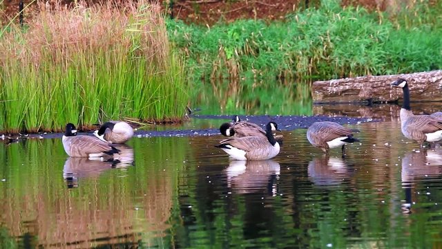 Group of Canadian Geese standing relaxing in water Goose