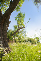 Obraz premium Wild plant and wood against the blue sky