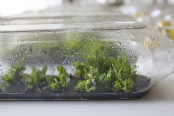 plant tissue culture orchid in thailand