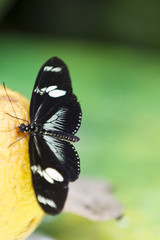 butterfly on fruit