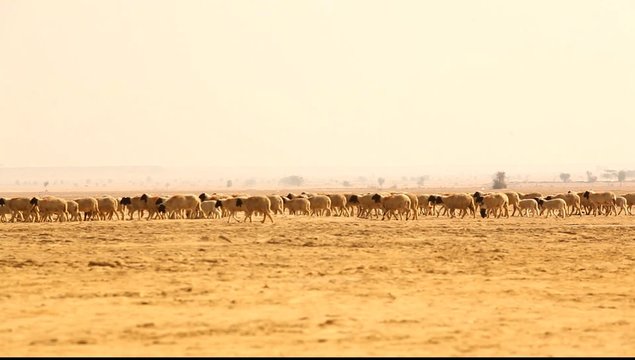 Goats at Desert Rajasthan India