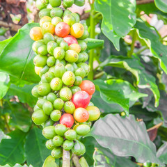 coffee beans