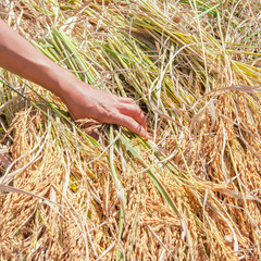 Fototapeta na wymiar Farmers harvesting rice paddy by using sickles