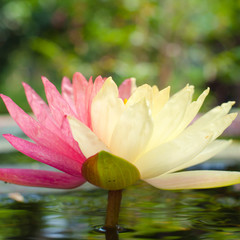 Lotus mutant with two colors in a single flower